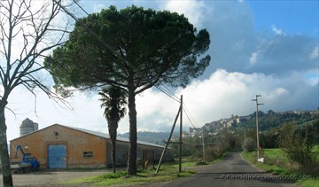 lo stallone della Inec