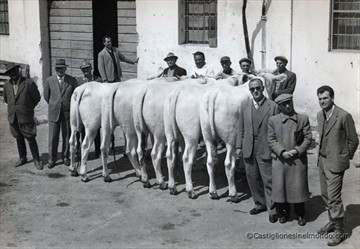 vitelloni di razza Chianina nella Inec